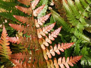 Dryopteris erythrosora 'Brilliance' (Brilliance Autumn Fern)-0