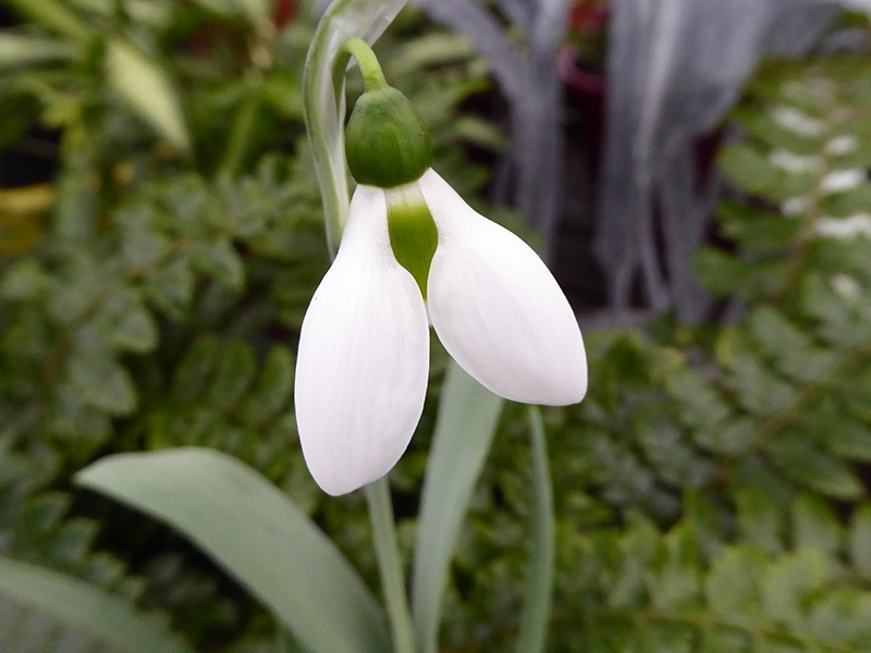 Galanthus elwesii 'Nutts Three Leaved Convolute'-0