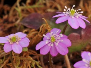 Hepatica japonica var. pubescens-0