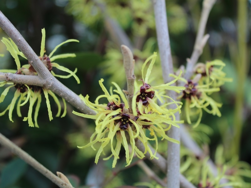 Hamamelis x intermedia 'Pallida' 3L-0