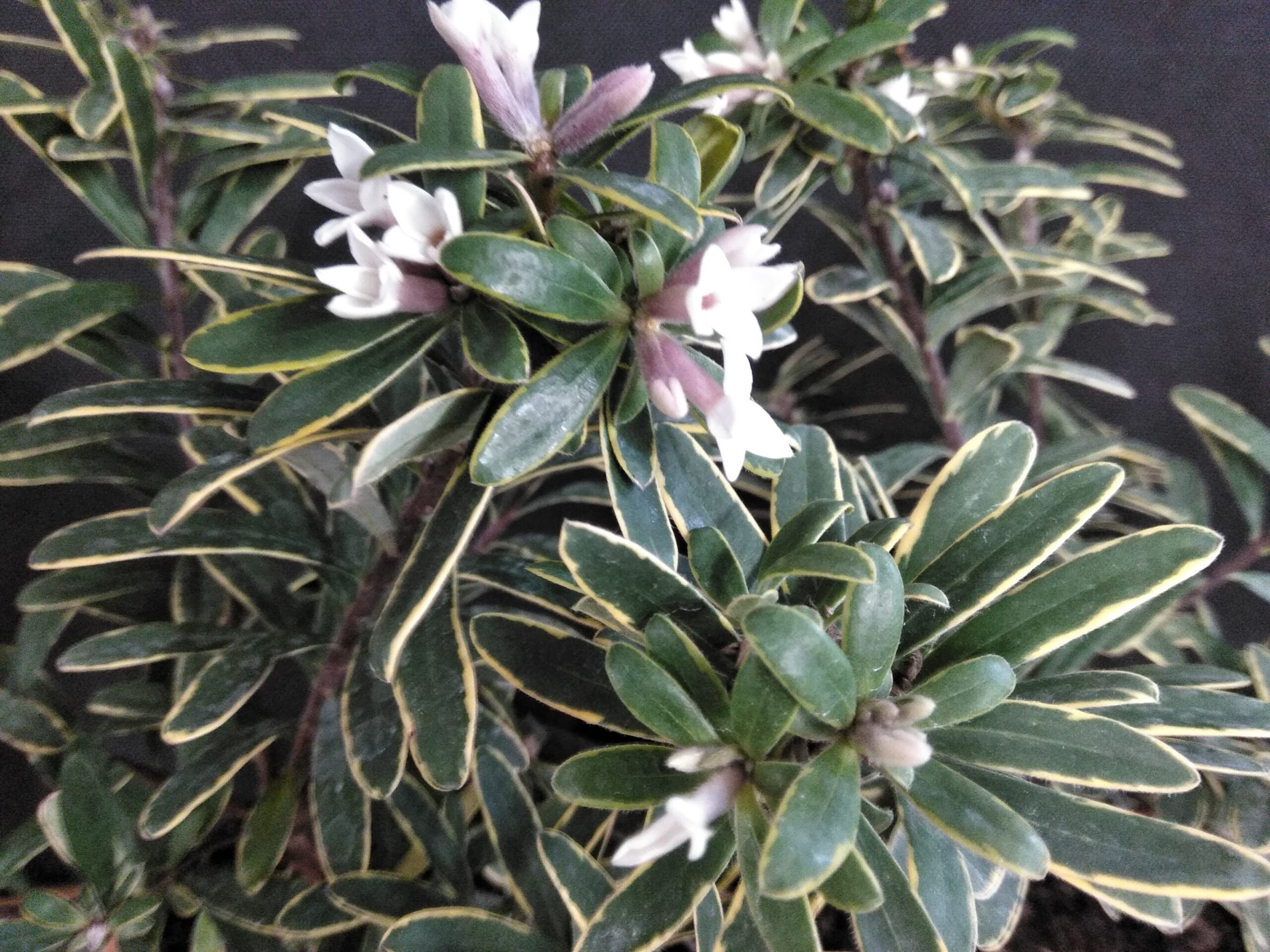 Daphne × transatlantica 'Summer Ice'-0