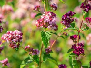 Origanum vulgare Wild Marjoram-0