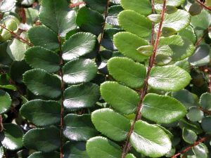 Pellaea rotundifolia (Button Fern)-0