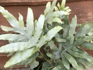 Phlebodium pseudoaureum 'Blue Star' (Virginia Blue Fern)-0