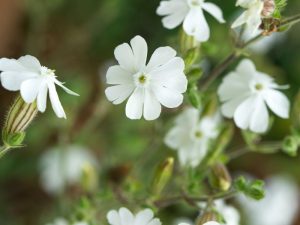 Silene latifolia White Campion-0