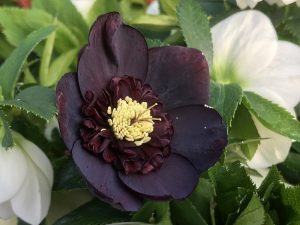 Helleborus x hybridus (Ashwood Garden Hybrids) Anemone Form Dusky Grape Shades-0