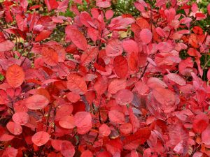 Cotinus cogyggria 'Lilla'-0