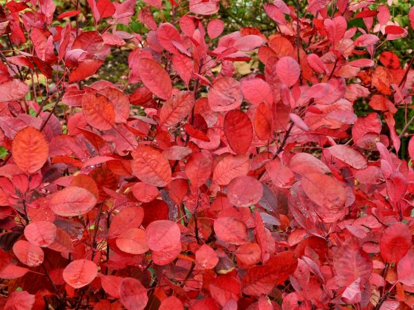 Cotinus cogyggria 'Lilla'-0