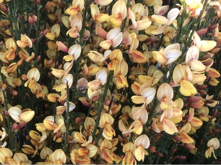 Cytisus x praecox 'Apricot Gem'-0
