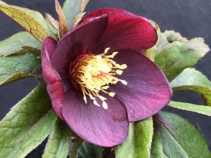 Helleborus x hybridus (Ashwood Evolution Group) Claret shades-0