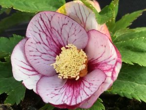 Helleborus x hybridus (Ashwood Evolution Group) Pink picotee shades with golden nectaries-0