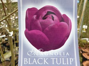 Magnolia 'Black Tulip'-0