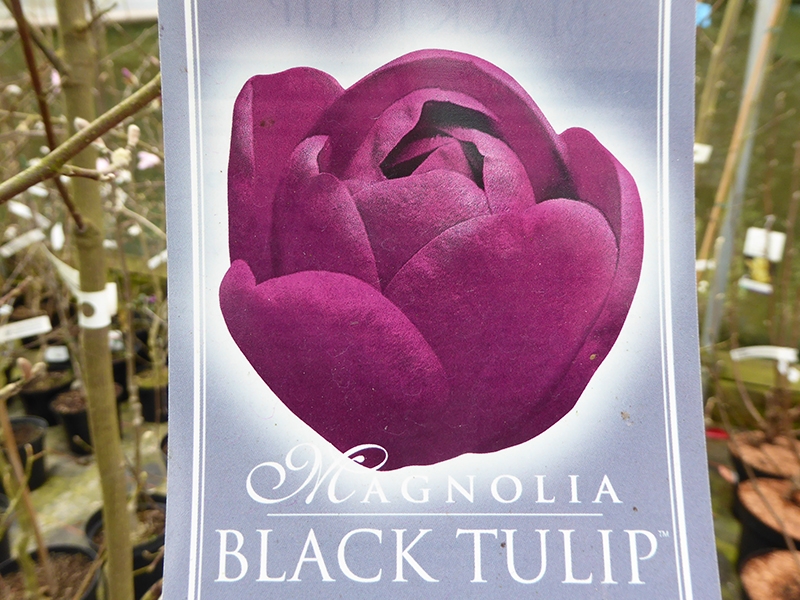 Magnolia 'Black Tulip'-0