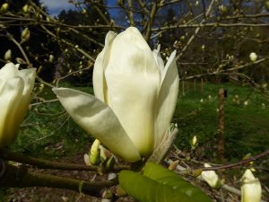 Magnolia x brooklynensis 'Elizabeth'-0