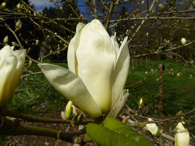Magnolia x brooklynensis 'Elizabeth'-0