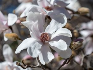 Magnolia x loebneri 'Merrill'-0