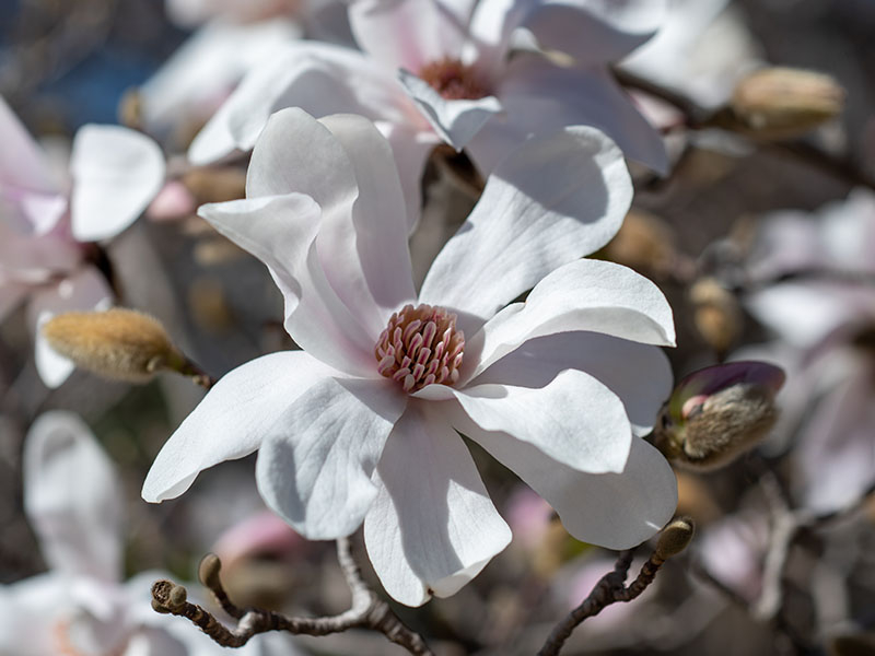 Magnolia x loebneri 'Merrill'-0