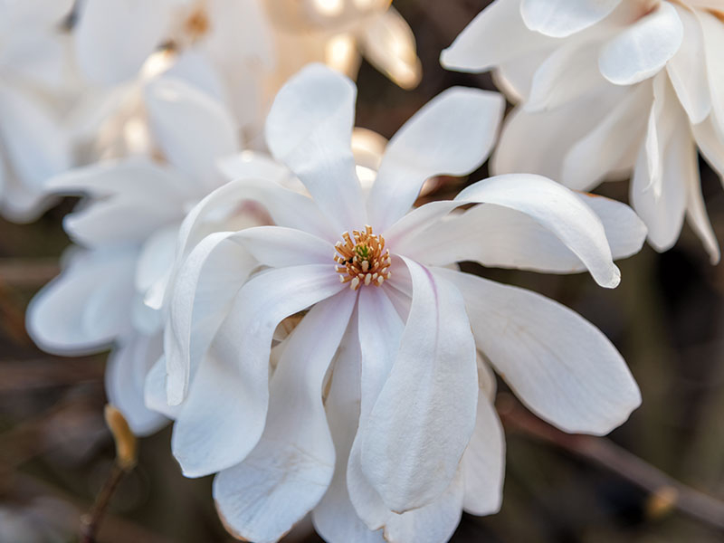 Magnolia x loebneri 'Wildcat'-0