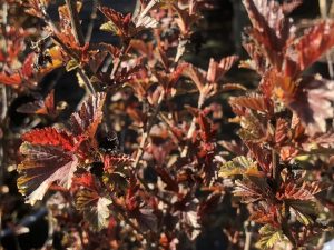 Physocarpus opulifolius 'All Black'-0