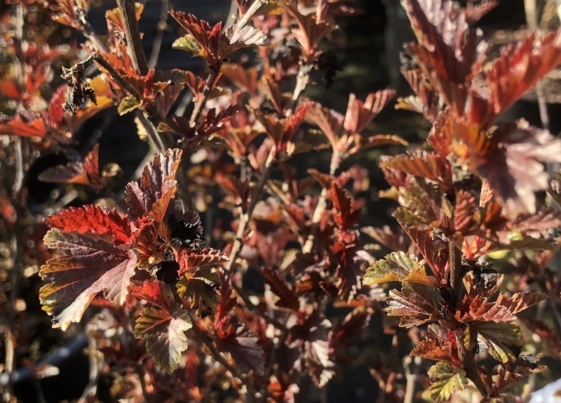 Physocarpus opulifolius 'All Black'-0