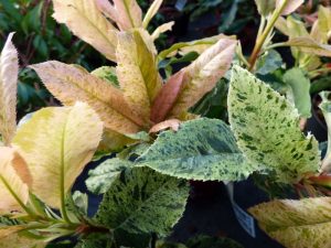 Photinia serratifolia 'Pink Crispy'-0