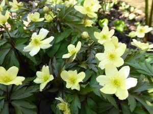 Anemone nemerosa x lipsiensis-0