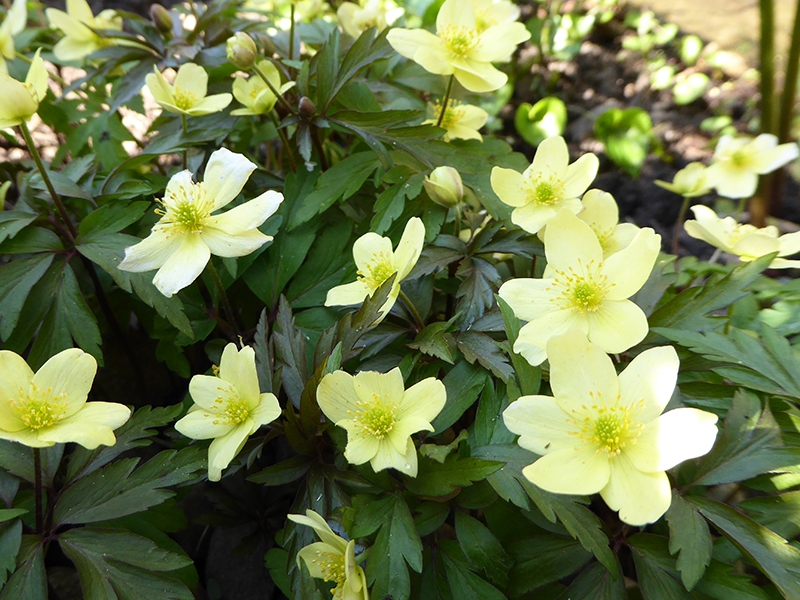 Anemone nemerosa x lipsiensis-0