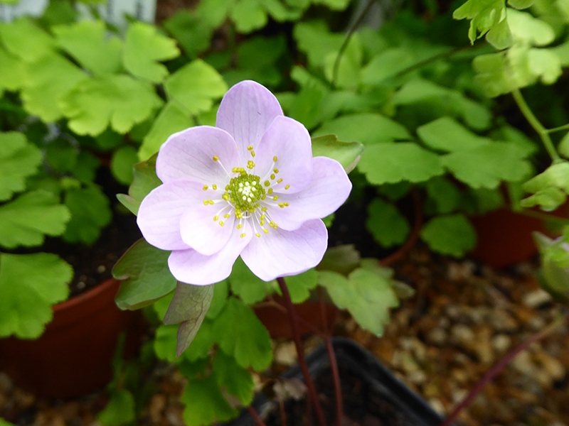 Anemonella thalictroides Pink-0