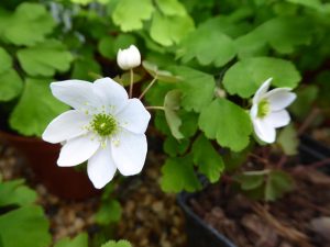 Anemonella thalictroides White-0