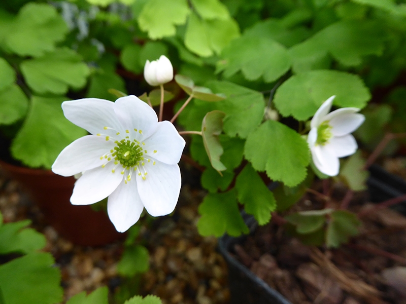 Anemonella thalictroides White-0