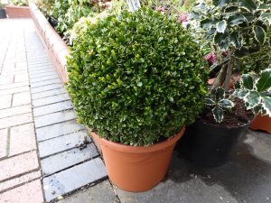 Buxus sempervirens Clipped Box Ball-0