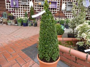 Buxus sempervirens Clipped Box Cone-0