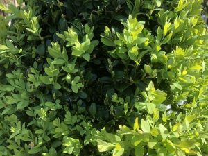 Buxus sempervirens-0