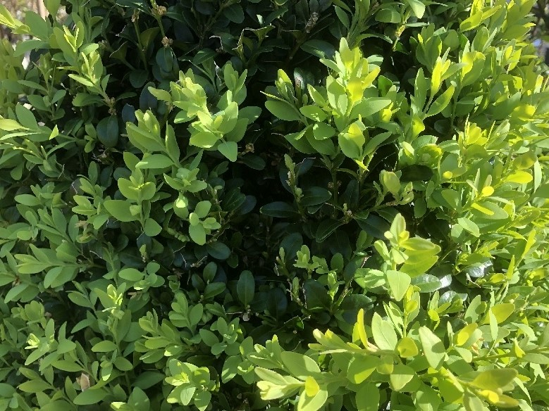 Buxus sempervirens-0