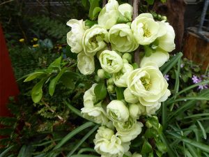 Chaenomeles speciosa 'Kinshinden'-0
