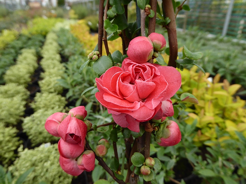 Chaenomeles speciosa 'Pink Storm'-0