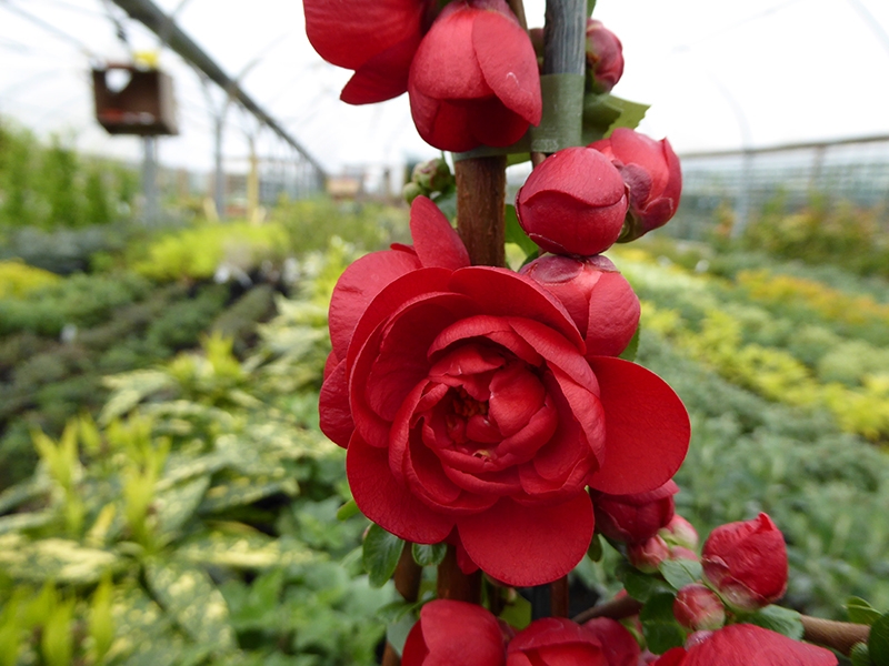Chaenomeles speciosa 'Scarlet Storm'-0