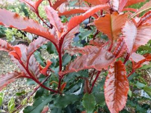 Photinia serratifolia 'Crunchy'-0