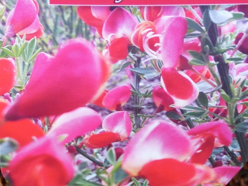 Cytisus 'Dewy'-0