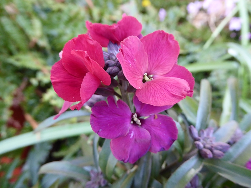 Erysimum 'Red Jep'-0