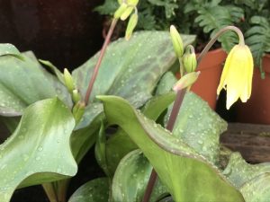Erythronium ‘Pagoda’-0