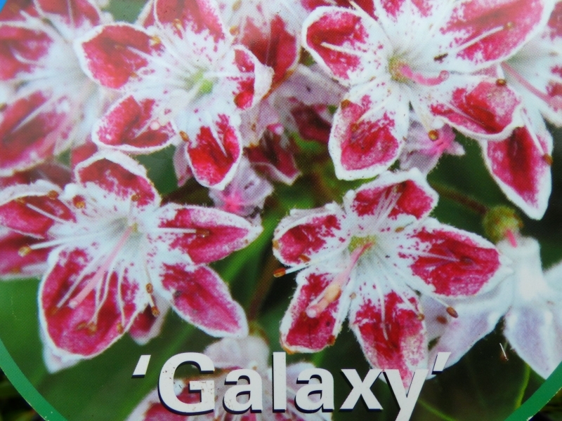 Kalmia latifolia 'Galaxy'-0