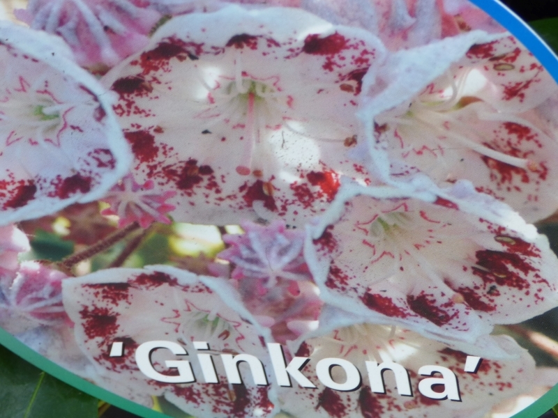 Kalmia latifolia 'Ginkona'-0