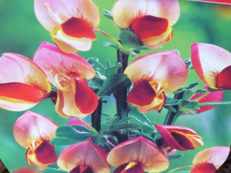 Cytisus 'Goldfinch'-0