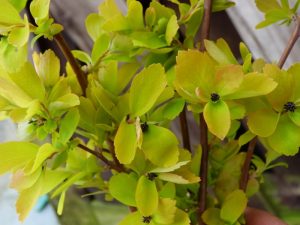 Spiraea x vanhoutei 'Gold Fountain'-0