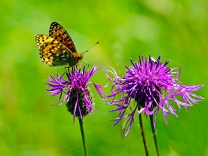 Centaurea scabiosa Greater Knapweed-0