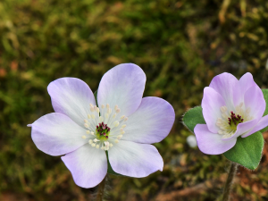 Hepatica x schlyteri 'The Bride' x H. japonica var. pubescens-0