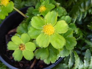 Hacquetia epipactis syn. Sanicula epipactis-0