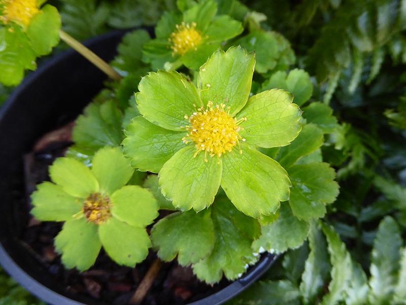 Hacquetia epipactis syn. Sanicula epipactis-0