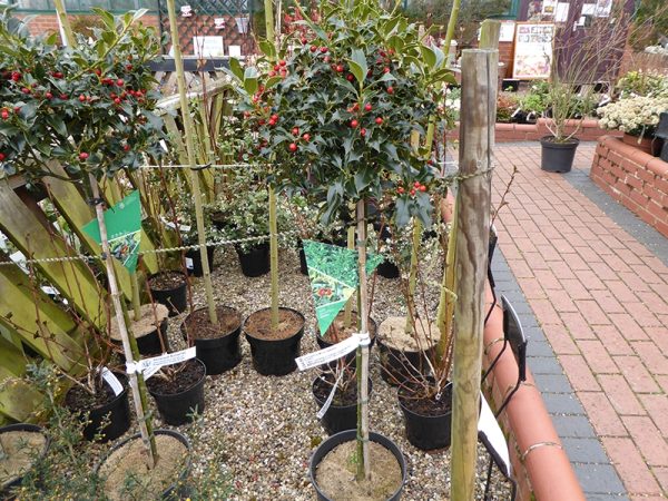 Ilex aquifolium 'Alaska' 1/4 Standard (7.5 Litre)-0